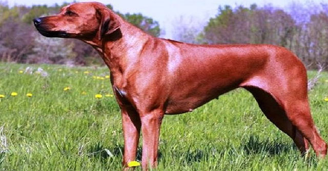 The origin and characteristics of African lion dogs