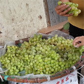 The origin of cheap green grapes in Hanoi