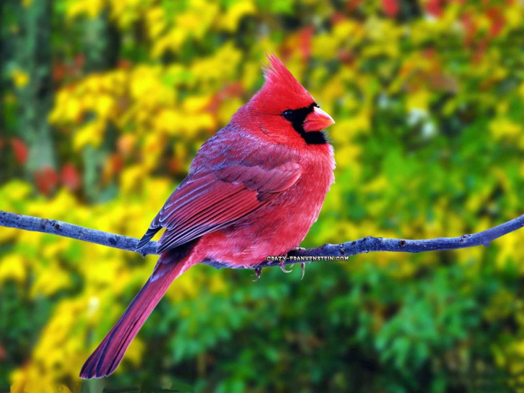The origin of feathers in birds?