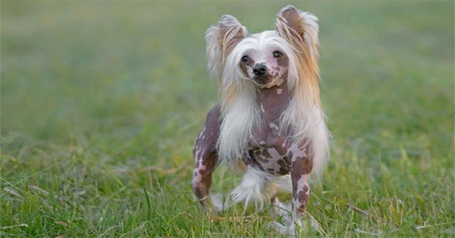 The origin of the Chinese hairless breed