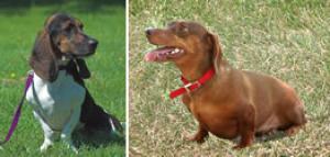 The origin of the short-legged breed