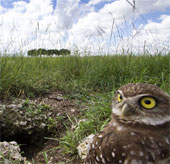 The owls live underground