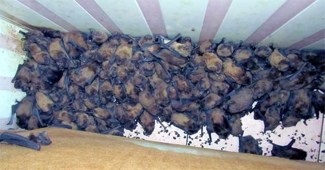 The owner cried when he discovered 1,700 bats crawling, occupying the balcony to ... 'pleasure'