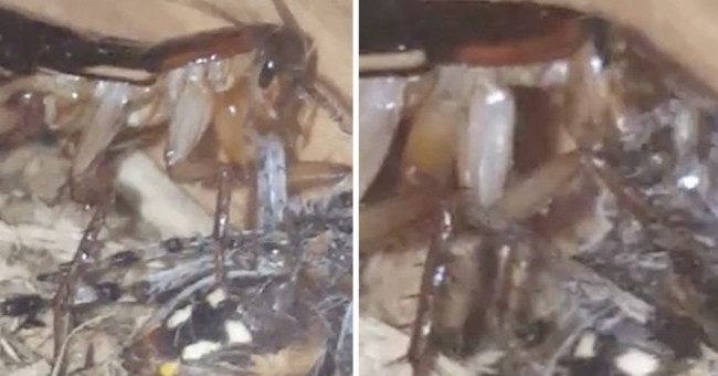The owner panicked when he saw the giant cockroach eating meat