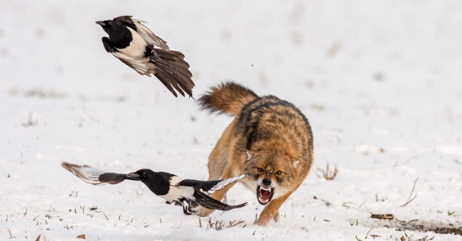 The pair of birds escaped the canine fangs