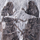 The pair of insects love each other for 165 million years