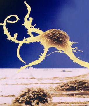 The paradise and barrier of human embryonic stem cells