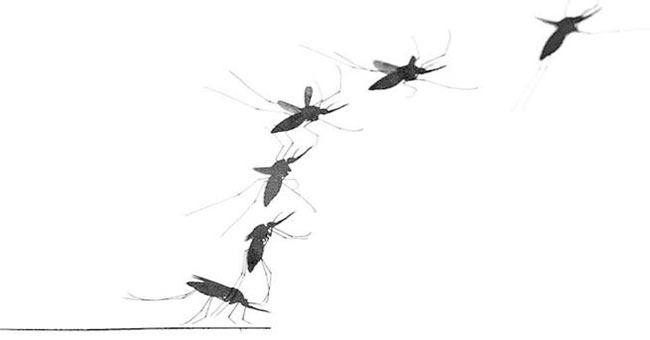 The paradox of flying mosquitoes makes them extremely scary