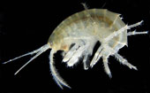 The parasite species causes the animals to eat their meat