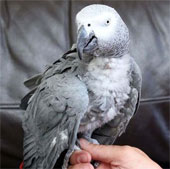 The parrot knows how to sing