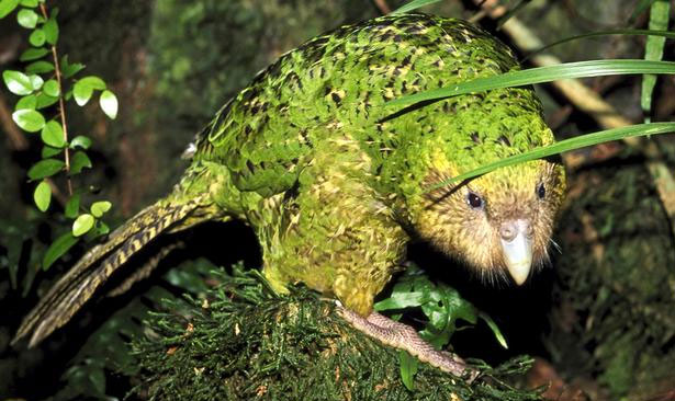 The parrot species is sympathetic and silly with