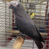 The parrot swears