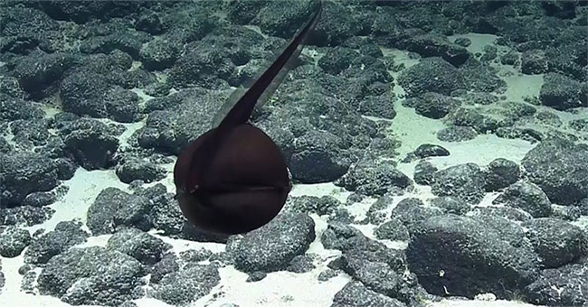 The past shows the special hunting style of the 'ghost fish' on the ocean floor!