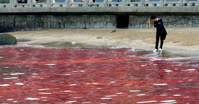 The pathway of toxins from algae to humans through the food chain