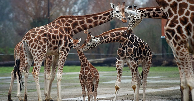 The pattern spots on the skin are characteristics of giraffe identification