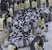 The penguin bunched up to warm the cubs