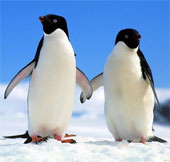 The penguin species has appeared 20 million years ago
