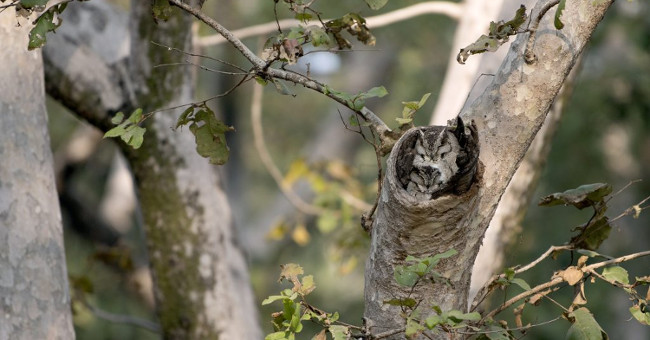 The perfect couple hide in the tree hole