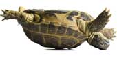 The phenomenon of a belly-backed turtle turns itself over