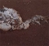 The phenomenon of mysterious dead birds in China