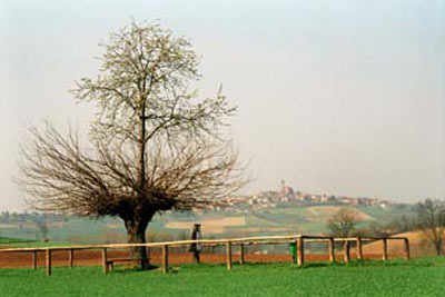 The phenomenon of trees growing on unusual trees in Italy