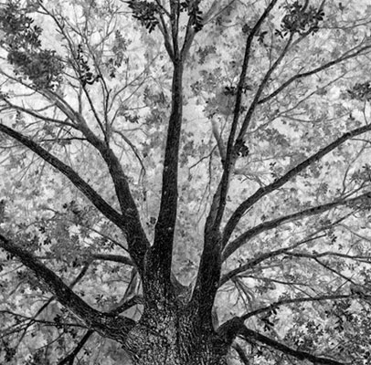 The photos turned upside down to define light and darkness