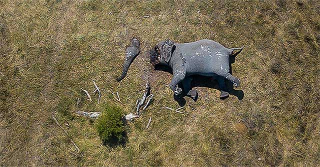 The picture revealed the ruthlessness of rare animal poaching
