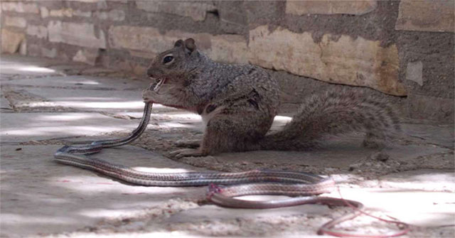 The picture shows the scary face that few people know about gentle squirrels