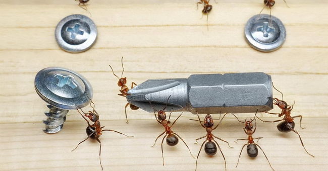 The pictures of ants masterpiece are amazing