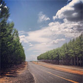 The picturesque poplar forest in the United States
