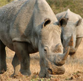 The piece of rhino horn and the man spirit
