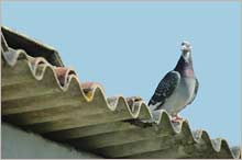 The pigeon bird is oriented to the sense of smell