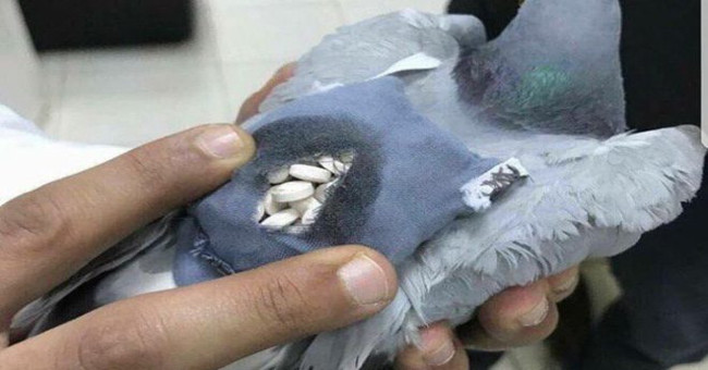The pigeon transports 200 ecstasy pills