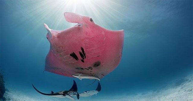 The pink fish 'unique crutches'