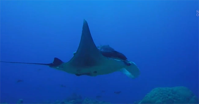 The place is likened to the nursery of the giant manta stingray