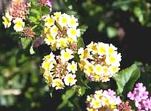 The plants like 'eat' poison