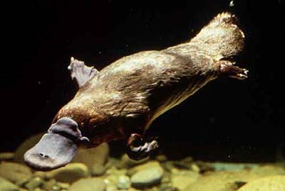 The platypus gene reveals the evolutionary secret of mammals