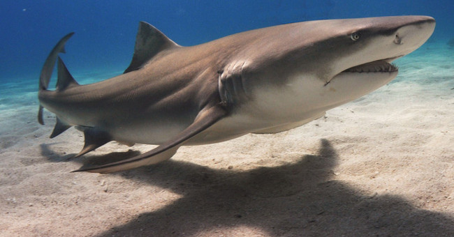 The players 'deep play' in the natural world