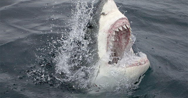 The poison in the white shark is harmless to it but severely affects the ecosystem