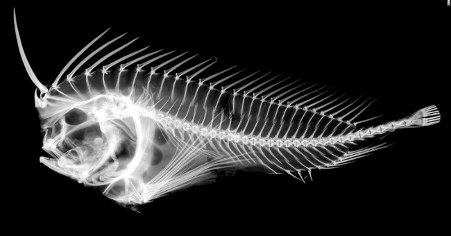 The poisonous fish hides the sword in its head