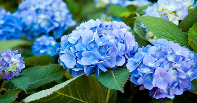 The poisonous flowers should be noted when celebrating Tet