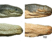 The poisonous sea snake is deadly