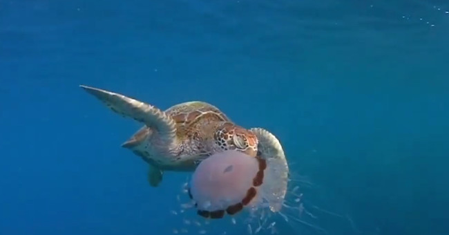 The poisonous sea turtles of the jellyfish eat voraciously