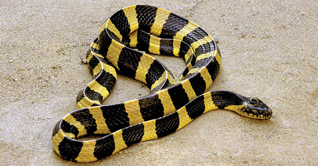 The poisonous snake of Vietnam makes American soldiers build their hair