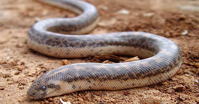 The poisonous snake serpent as an ancient war weapon still crawls off the street