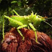 The poisonous, strange creatures of the deep forest of South America