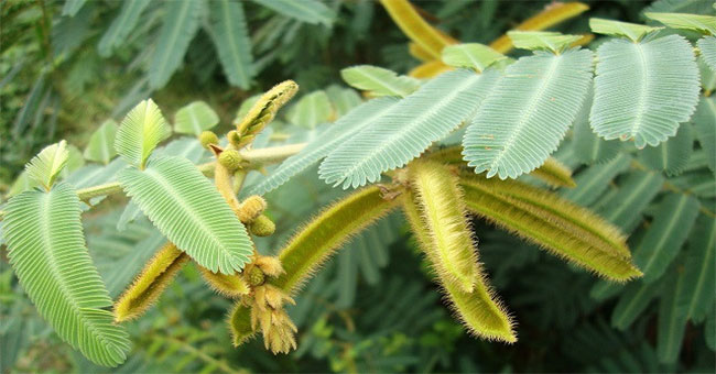 The poisonous tree species causes many deaths in Vietnam