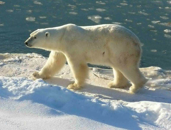 The polar bear again collides with the brown bear