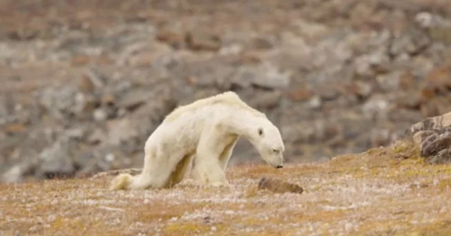 The polar bear is about to starve to controversy among experts