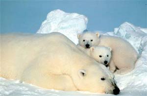 The polar bear's genitals are getting smaller and smaller